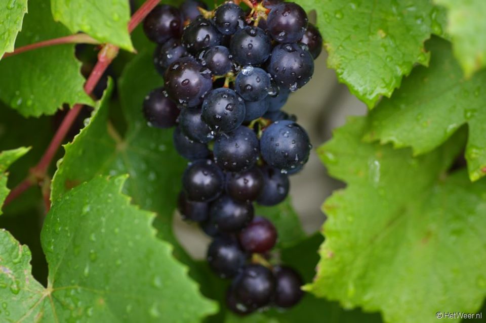 Lovely Grapes - The Dutch Winery Guide is live!