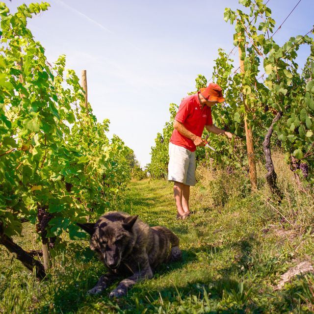 Pinot Gris - St. Hubertus & St. Cunibertus 