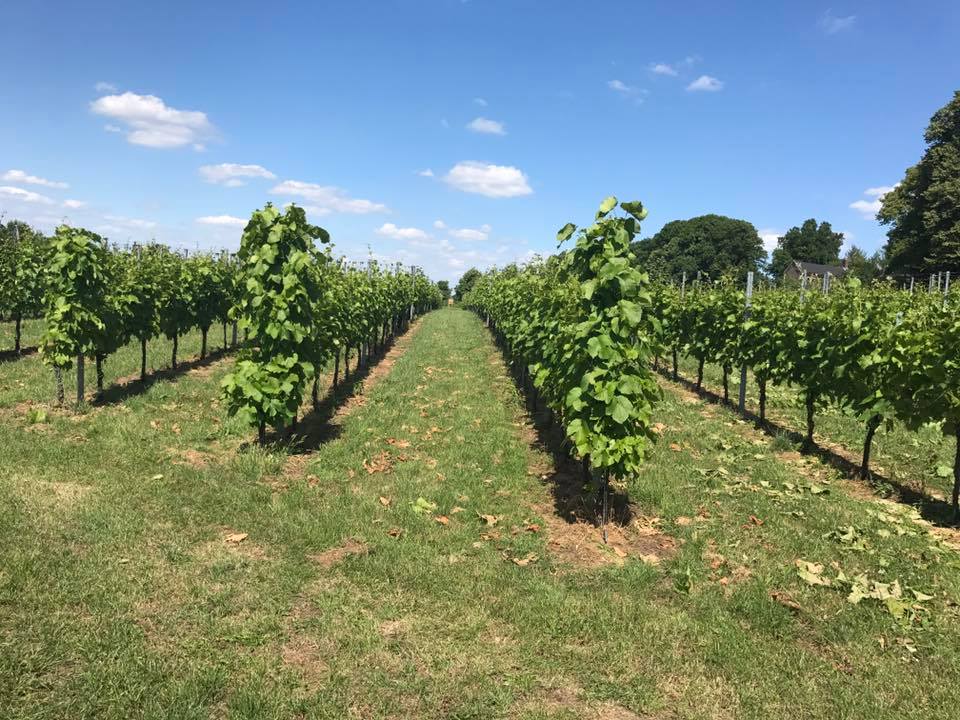 Confrérie des Chevaliers Domaine Backerbosch