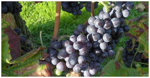 Domaine Petit Belvés