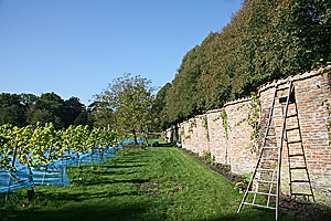 Wijngaard Land en Boschzigt