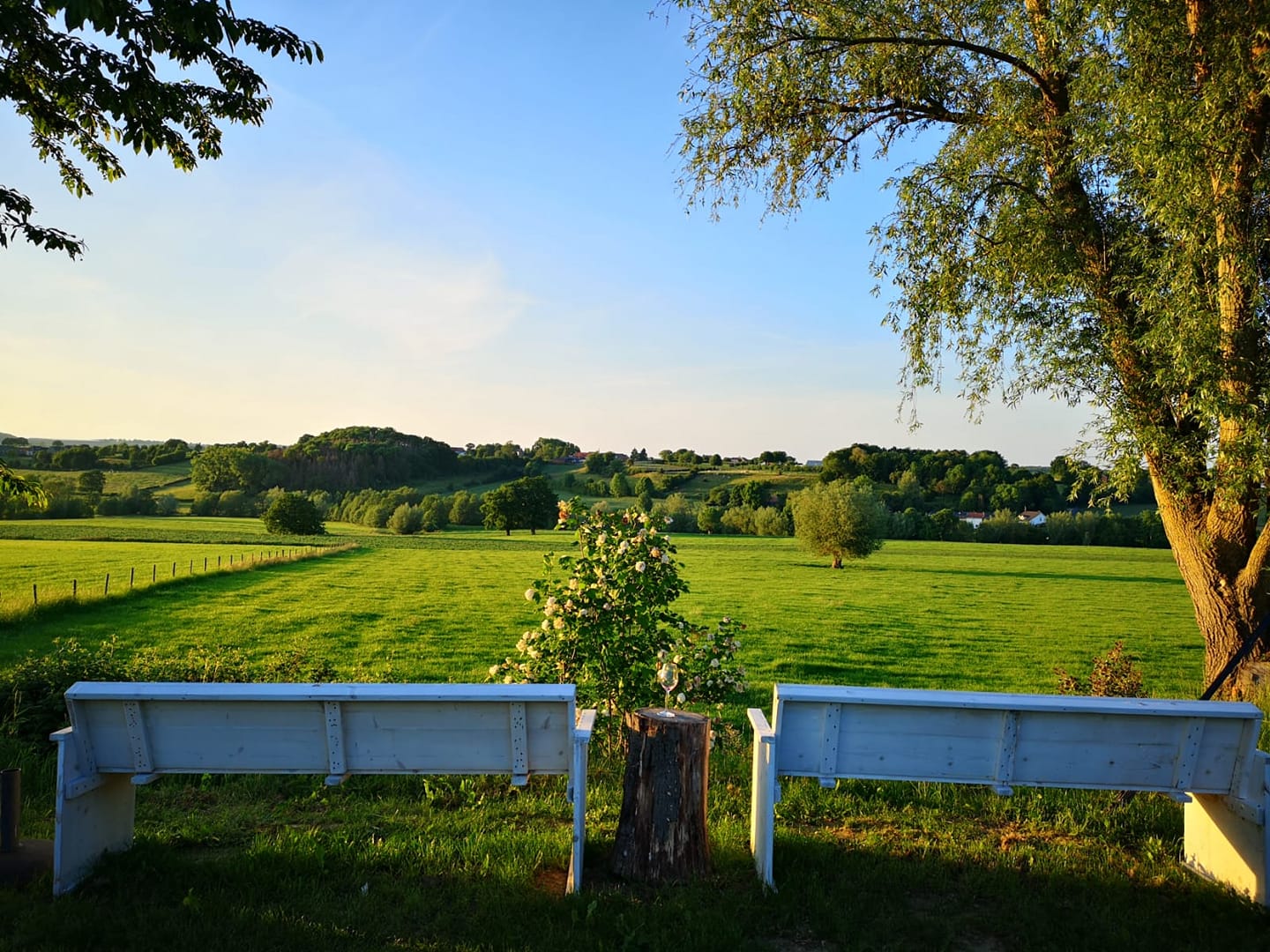 Wijngaard St. Martinus